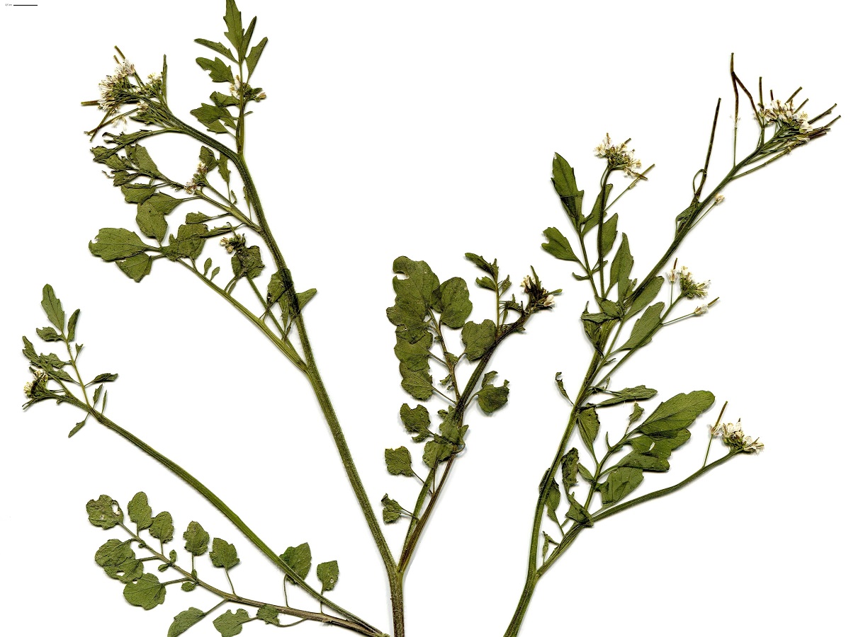 Cardamine flexuosa (Brassicaceae)